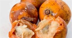 سیب ستاره ای سفید